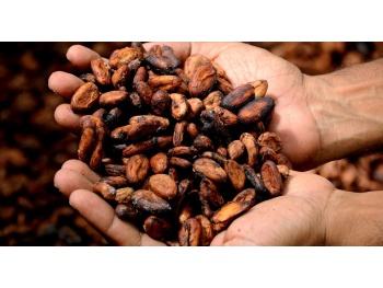 hands, cocoa, cacao