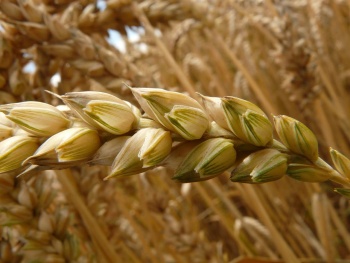 spike, wheat, grain