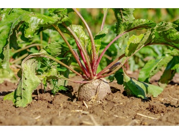 beetroot, vegetables, plant