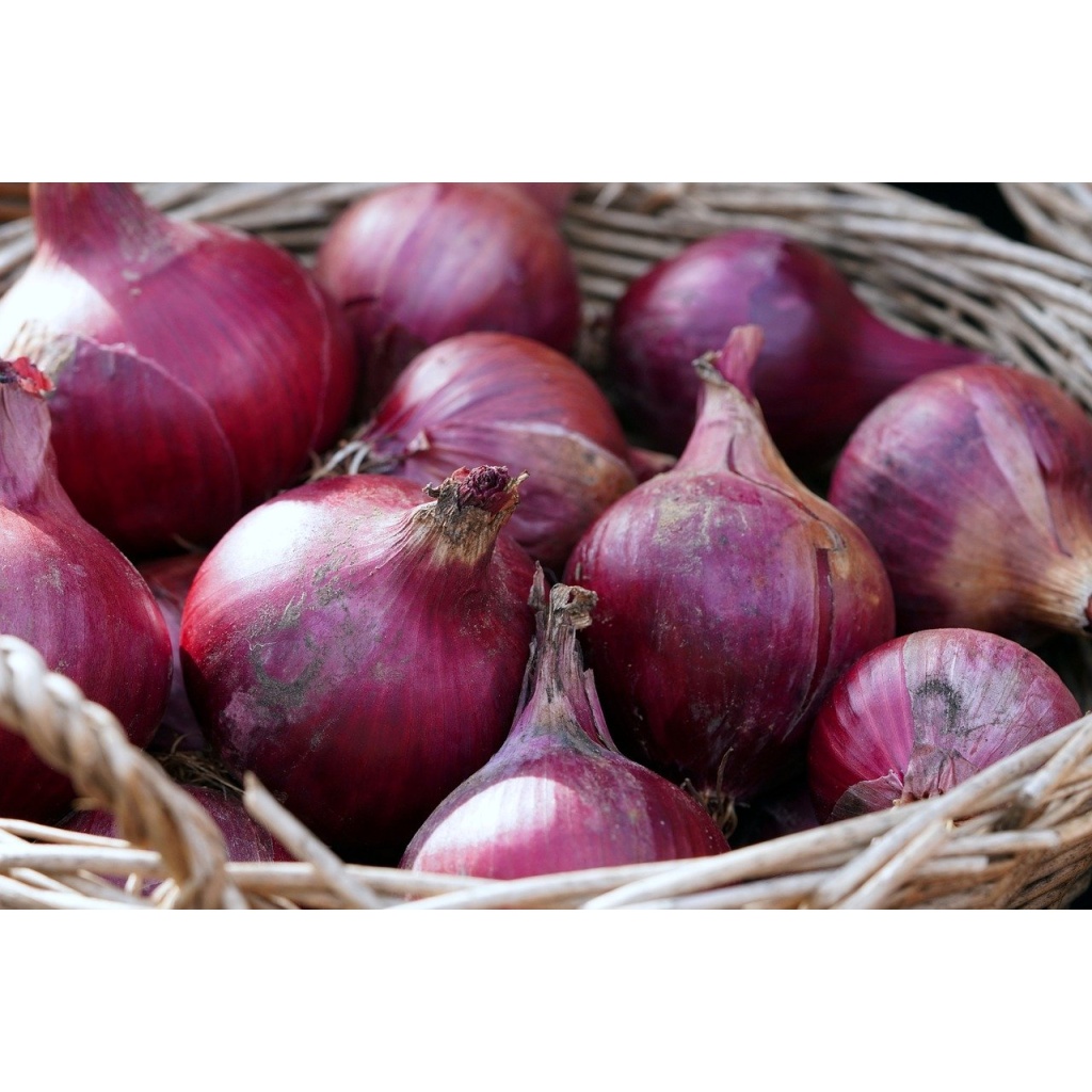 onions, vegetables, harvest