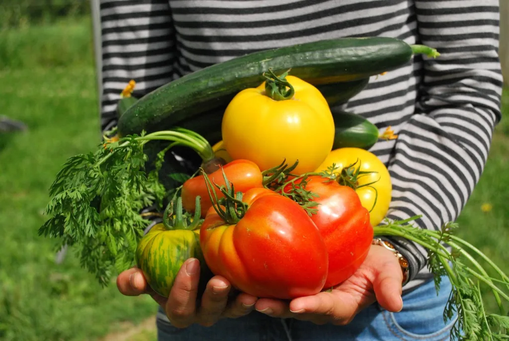 vegetables, gardener, vegetable garden, vegetable garden, vegetable garden, vegetable garden, vegetable garden, vegetable garden