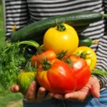 vegetables, gardener, vegetable garden, vegetable garden, vegetable garden, vegetable garden, vegetable garden, vegetable garden