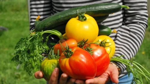 vegetables, gardener, vegetable garden, vegetable garden, vegetable garden, vegetable garden, vegetable garden, vegetable garden