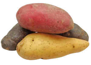 Photo by BlackRiv potato, fingerling, nature, rainbow, potatoes