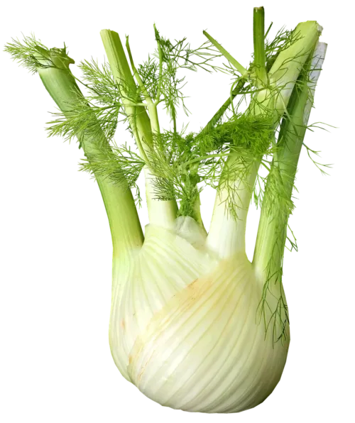 Photo by Buntysmum fennel, vegetable, food, cooking, salad, healthy, diet, cut out, isolated, fennel, fennel, fennel, fennel, fennel