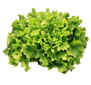 Photo by Olli B endive, salad, vegetables, meal, green, healthy, fresh, endive, endive, endive, endive, endive