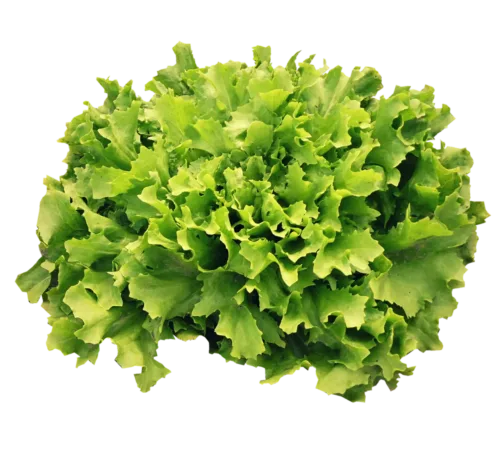 endive, salad, vegetables, meal, green, healthy, fresh, endive, endive, endive, endive, endive