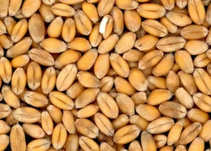 wheat, grains, 4k wallpaper, food, cool backgrounds, free background, desktop backgrounds, hd wallpaper, free wallpaper, cereals, whole wheat, wallpaper hd, 4k wallpaper 1920x1080, mac wallpaper, produce, wallpaper 4k, windows wallpaper, organic, beautiful wallpaper, texture, full hd wallpaper, laptop wallpaper, closeup, background
