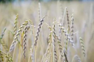 Photo by Hans spelt, grain, cornfield, spelt field