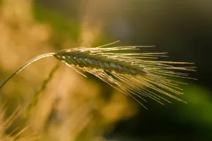 rye, ear, grain, sunset, agriculture, cereal cultivation, nature, golden hour, rye, agriculture, agriculture, agriculture, agriculture, agriculture, nature