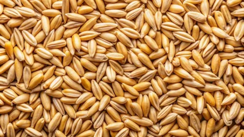 ai generated, oat, cereals, grains, healthy, food, agriculture, nutrition, harvest, yummy, seeds