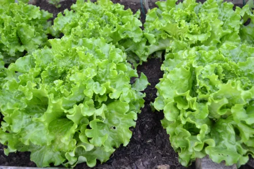 green salad, lettuce, batavia, nature, vegetable garden, harvest, vegetables, garden, green, sheets, plants
