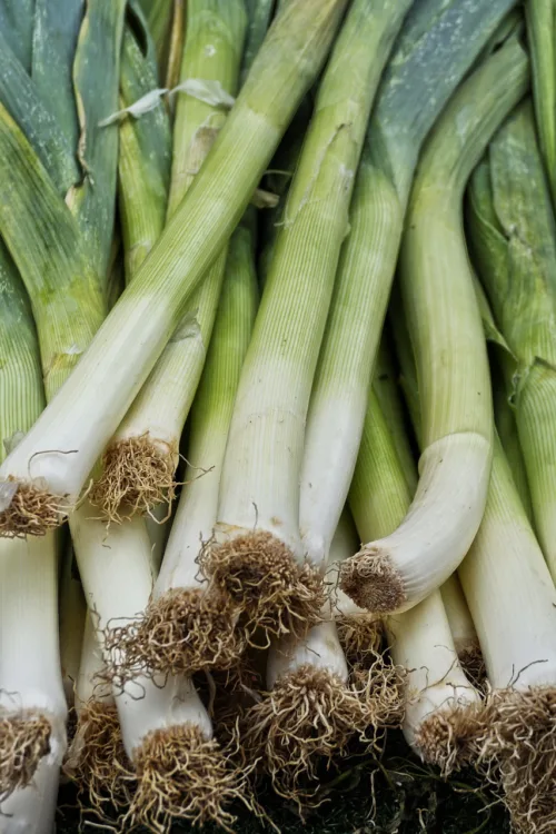 leek, vegetables, allium porrum, broad leek, winter leek, onion, mean leek, spanish leek, meat onion, healthy, arable crop, crop plant, food, agriculture, market fruit, market stall, market fresh vegetables, vegetable growing, field crop, condiments, soup greens, nourishment, leek, leek, leek, leek, leek