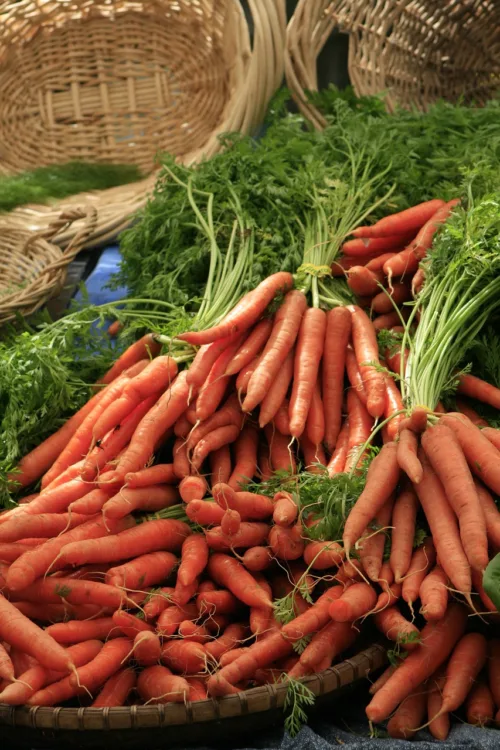 Photo by AutumnEvening carrots, carrot, bunch